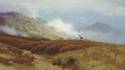 A stag with hinds in the highlands