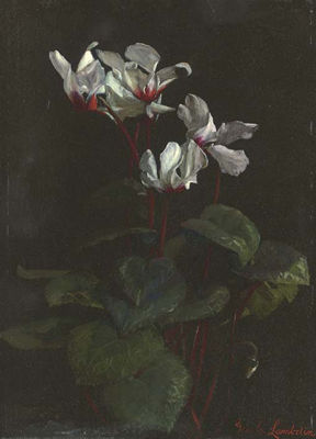 Cyclamen