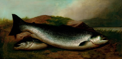 Salmon on a River Bank