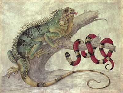 Sample artwork by Maria Sibylla Merian (1647 - 1717), known for nature engravings-botany and zoology illustration - View similar artists and auction records