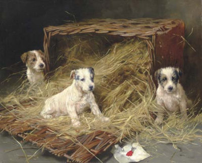 The New Arrivals - Fox Terrier Puppies
