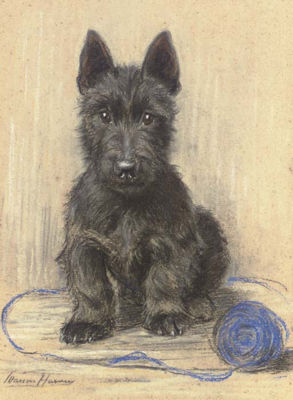 Sandy, a Scottish Terrier
