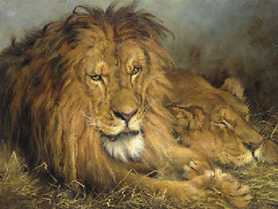 A Lion and a Lioness
