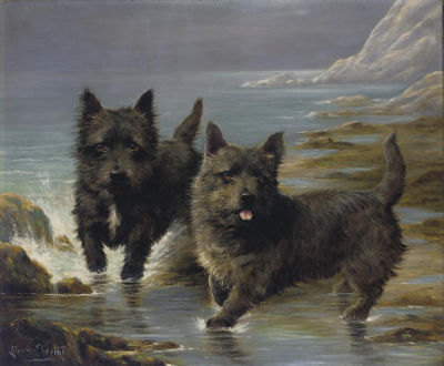 Two Cairn Terriers on the Shore