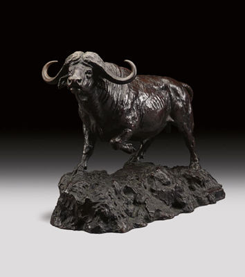 Cape Buffalo