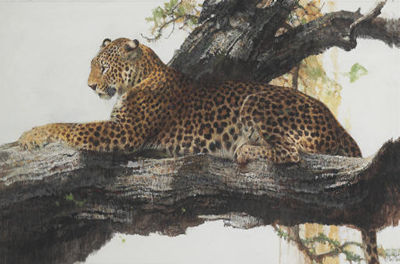 Leopard in Light and Shade