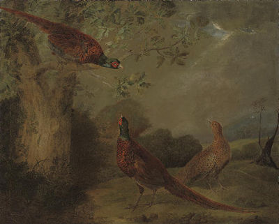 Pheasants