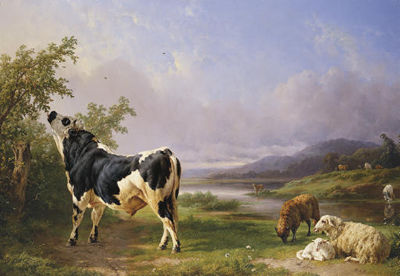 BOEUFS ET MOUTONS AU PATURAGE