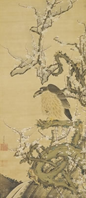 Hawk on a blossoming plum branch