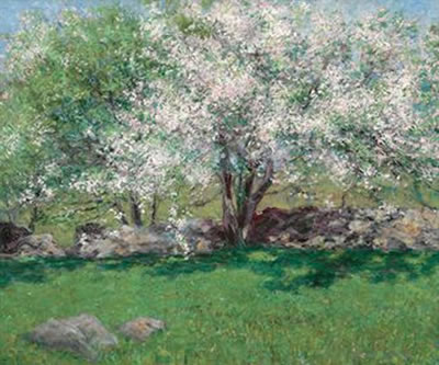 Apple Trees