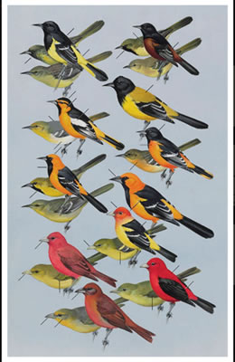 Orioles and Tanagers