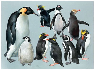 Penguins, Emperor and Others by Roger Tory Peterson - Auction record, sale price, and art valuation. Compare with similar artists and explore comparable artworks.