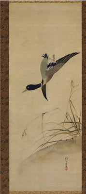 Duck and reeds