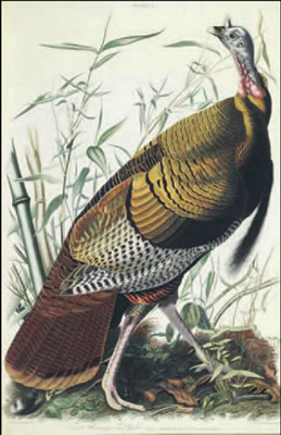 The Birds of America; from Original Drawings. London: Published by the Author, 1827-1838