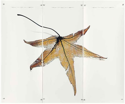 Black Pulse 4 (Lambda) by Doug & Mike Starn - Auction record, sale price, and art valuation. Compare with similar artists and explore comparable artworks.