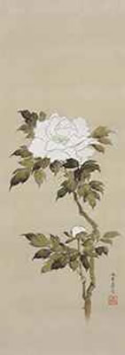 White Peony