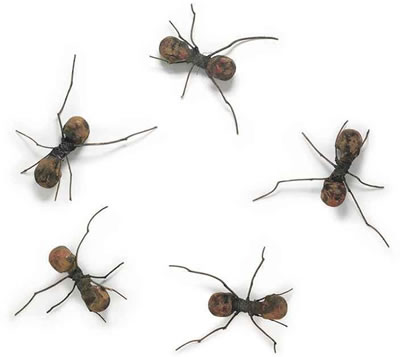 Hormigas (from the series Casa Tomada) (5)