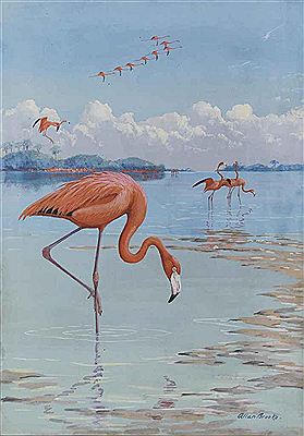 Flamingos