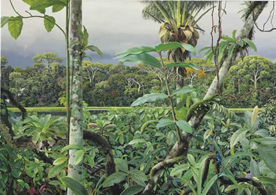 FLORESTA ÚMIDA