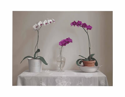 Orchids on a Table