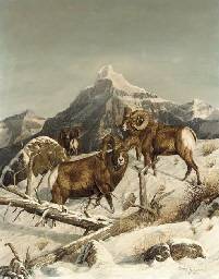 Big Horn Sheep