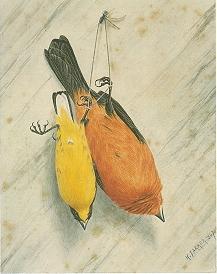 A Pair of Birds