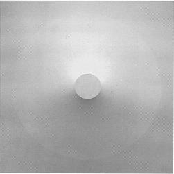 White on White #4