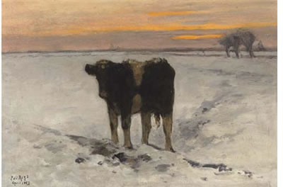 Calf in the snow