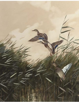 Ducks taking off