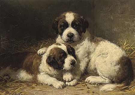 St Bernard pups