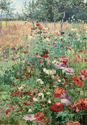 Coquelicots: the poppy field