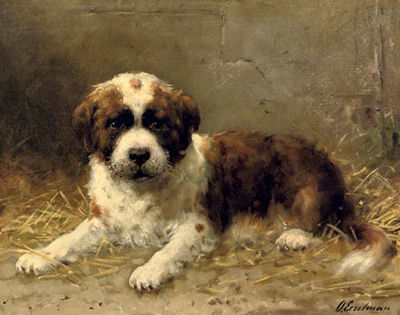A St. Bernard pup