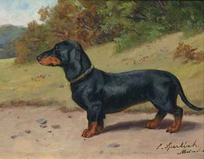 The Dachshund