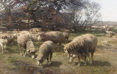 Sonniger Märzmorgen: sheep grazing near a farm