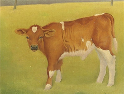 A calf in a meadow