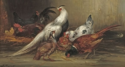 A feasant, chickens and other poultry