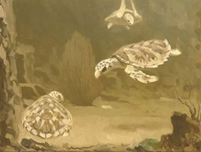 Schildpadden: turtles