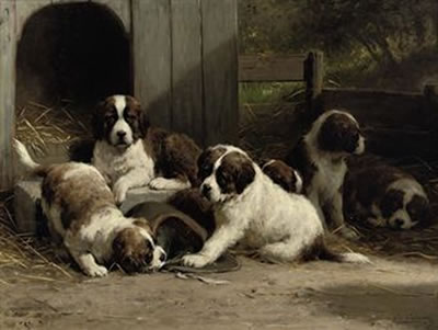 Saint-Bernard puppies