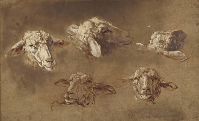 Five studies of the head of a sheep