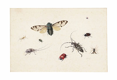 Studies of insects by Johannes Bronckhorst - Auction record, sale price, and art valuation. Compare with similar artists and explore comparable artworks.