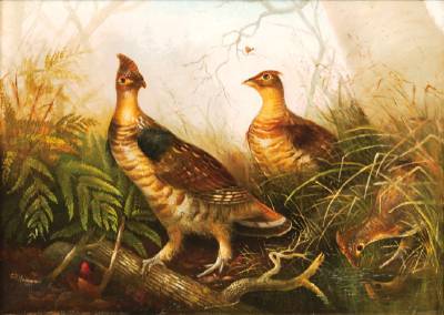 Grouse