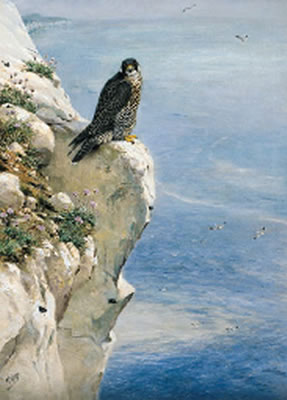 A peregrine falcon on a cliff side
