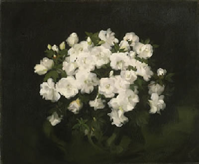 Camelias