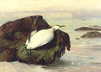 A dead seabird, Shanklin, Isle of Wight