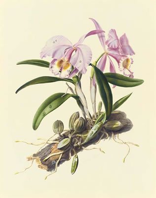 Sample artwork by Augusta Innes Withers (1793 - 1870), known for natural history illustrations, flower paintings - View similar artists and auction records