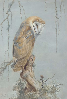 Sample artwork by Winifred Marie Louise Austen (1876 - 1964), known for wildlife-birds painting and etching - View similar artists and auction records