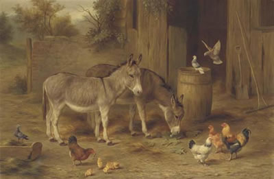 Donkeys, chickens, chicks and doves in a farmyard