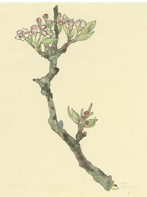 Sample artwork by Mary Newbery Sturrock (1890 - 1985), known for floral painting - View similar artists and auction records