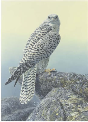 A Gyr Falcon perched on a lichen covered rock by David Johnston - Auction record, sale price, and art valuation. Compare with similar artists and explore comparable artworks.