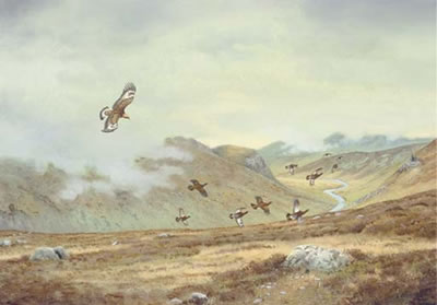 Golden eagle attacking grouse, Invercauld, Deeside
